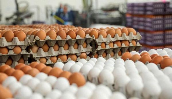 بازار تخم مرغ طی یک هفته آینده متعادل می گردد