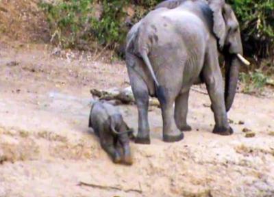 یاری به بچه فیل برای بالارفتن از تپه